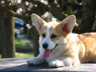 Welsh Corgi tata