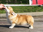 Welsh Corgi tata