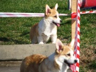 Welsh Corgi tata