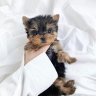 mini tata yorkie k adopci