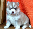 Krsn ttka Pomskies k adopci