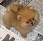 miniaturn tata pomeranian k adopci