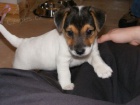 asn a zdrav ttka jack russell terira k adopci