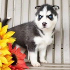 Rozkon sibisk husky s krsnma modrma oima k adopci.