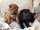 Zdrav a krsn ttka Shar-Pei k adopci.