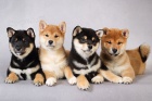 Rozkon miminka tata shiba inu k adopci