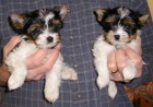 miniaturn tata yorkie Biewer k adopci