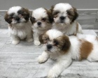 Vzcn tata Shih Tzu.