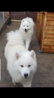 Snhurka Samoyed tata.