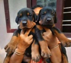 ampion dobermann tata.