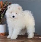 Samoyed tata.