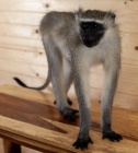 Vynikajc preparovn kokodan v ivotn velikosti v ivotn velikosti  Naprosto asn prepart Vervet Monkey preparovn zvat. Tento drk je voln stojc, co znamen, e nepotebuje zkladnu. Tato mal africk opice je v krejc pze s dlouhm 