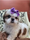 Krsn shih Tzu ttka.