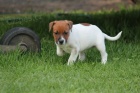 tata Jack Russel terira.