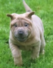 2 Shar Pei tata k dispozici kontakt pro vce informac a obrzk