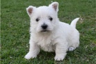 tata West Highland White Terrier.