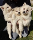 Samojed tata