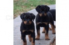 Ndhern tata rottweiler.