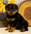 K dispozici sladk tata Rottweiler.