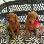 K dispozici tata Goldendoodle