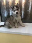 tata sibiskho huskyho s krsnma modrma oima adopce.