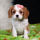 zdrav a okovan tata Kavalr King Charles Spaniel k adopci.