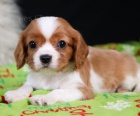 zdrav a okovan tata Kavalr King Charles Spaniel k adopci.