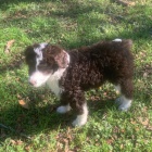 tata Aussiedoodle (plemena australskho ovka a pudla) k adopci