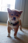 Rozkon miminka tata shiba inu k adopci