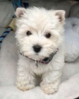 Krsn mini ttka West Highland White Terriers k adopci.