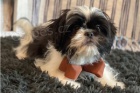 Krsn Shih Tzu ttka pipravena.