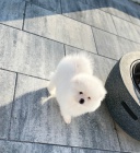 Pomeranian s PP teacup fenka