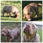 American bully