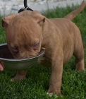 American bully