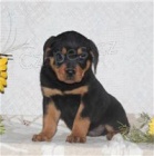 tata rottweiler.