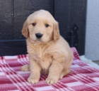 tata sweet Golden Retrievers.