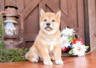 Roztomil ttka Shiba Inu.