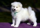 Samojed tata