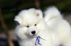 Samojed tata