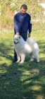 Samojed tata