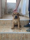 Jihoafrick mastin - Boerboel