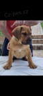 Jihoafrick mastin - Boerboel