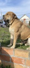 Jihoafrick mastin - Boerboel