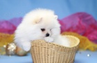 Pomeranian s PP teacup fenka