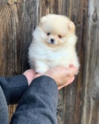 miniaturn tata pomeranian k adopci. Jsou okovan a oderven.