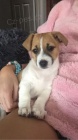 Krsn a rozkon okovan a oderven ttka jack russell terira k adopci.