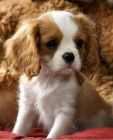 ndhern a zdrav tata Kavalr King Charles Spaniel k adopci.