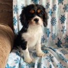 tata Mini Cavalier King Charles Spaniel k adopci.