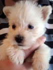 tata West Highland White Terriers k adopci