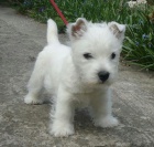 okovan a zdrav tata West Highland White terir k adopci